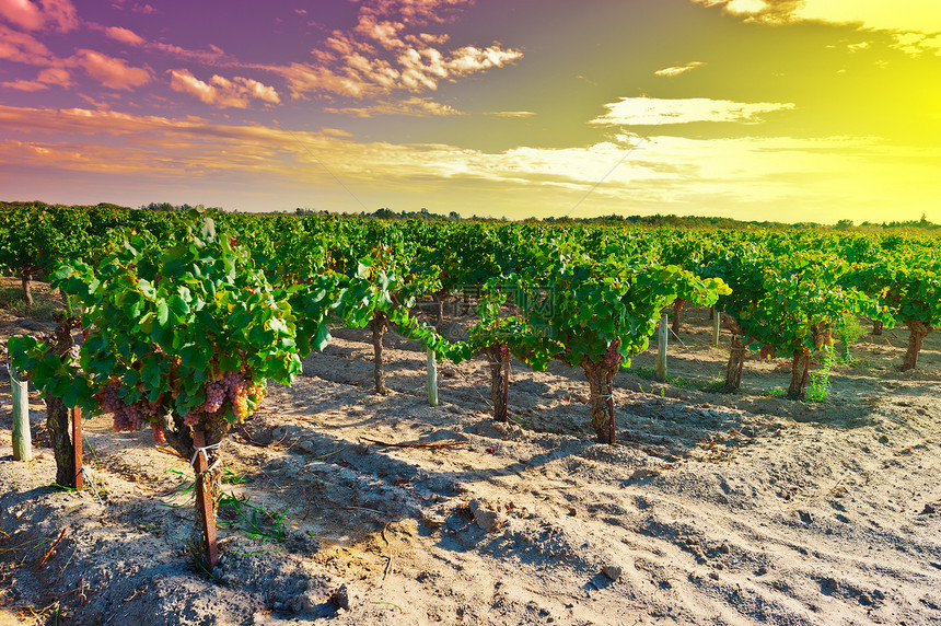 提取葡萄植物葡萄园天空蓝色酒厂花园爬坡日落生长太阳图片