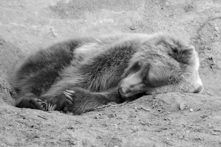 野生棕熊 黑白在柔软的焦点中图片