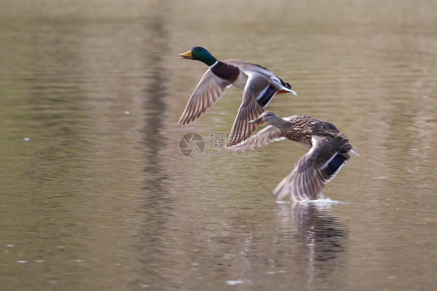 软焦点飞行的马车鸭子翅膀沼泽女性公园男性跑步野生动物羽毛池塘图片