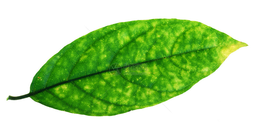 绿叶叶生活绿色植物叶子森林细胞宏观季节热带栽培生态图片