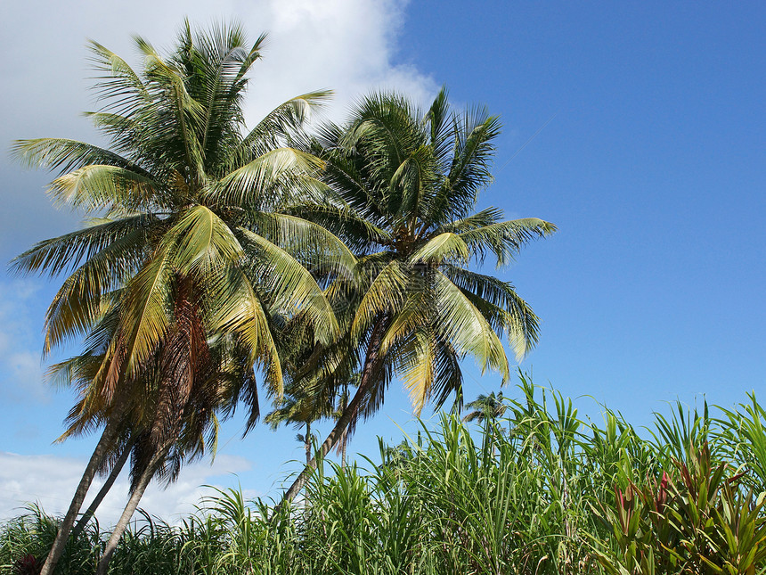加勒比瓜德罗普瓜德罗普岛棕榈树和峡谷图片