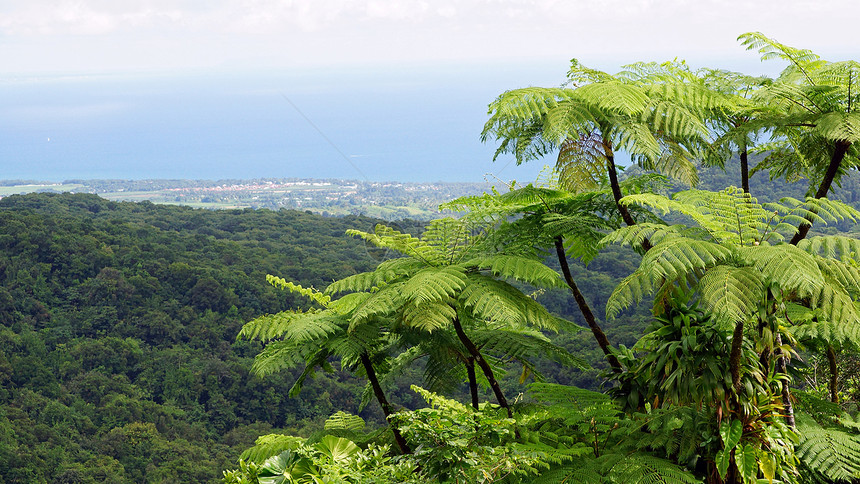 加勒比瓜德罗普岛雨林蕨类全景树蕨森林植物群植物海岸线图片