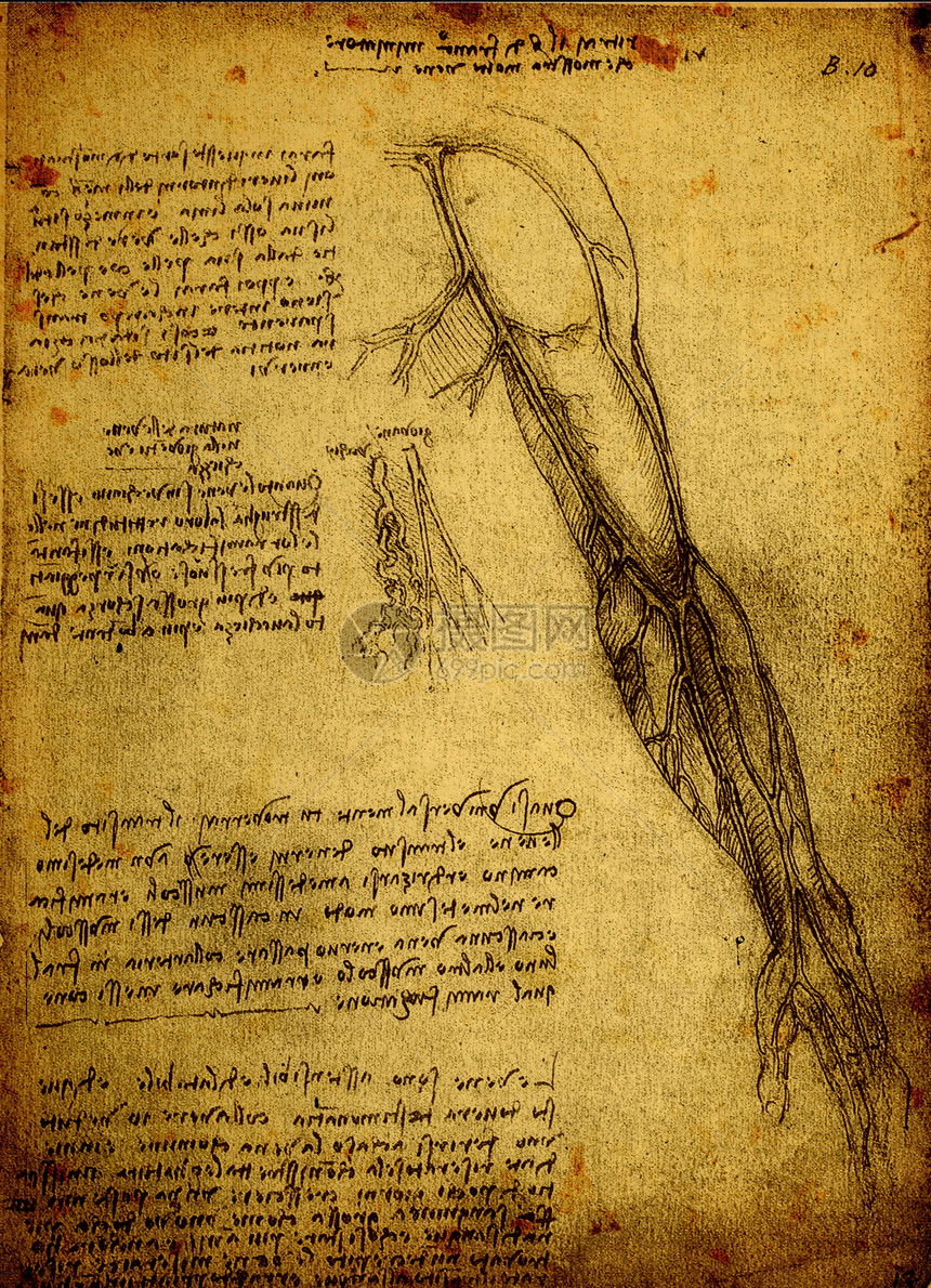 解解剖学学习生物学卫生身体保健男性科学历史草图艺术图片