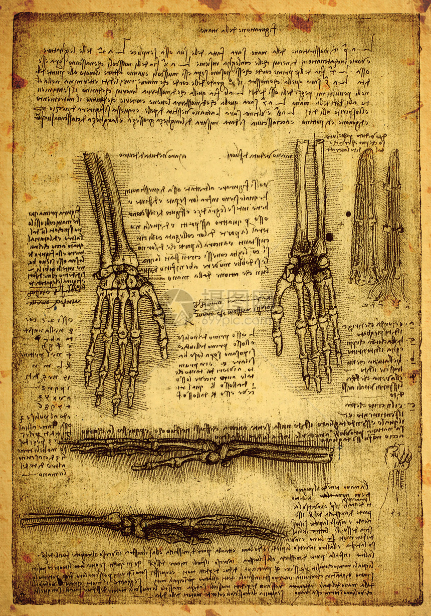 解解剖学卫生科学家历史草图插图保健绘画身体生物学艺术图片