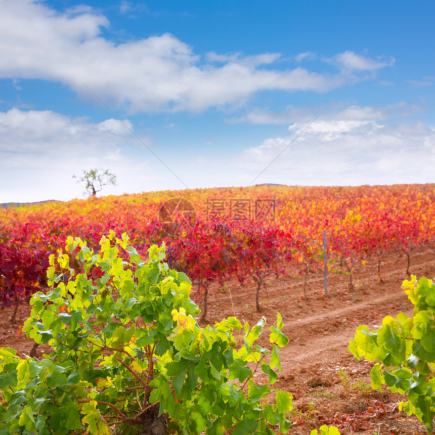 秋天红色萨拉戈萨西班牙的Carinena和Paniza葡萄园食物农场衬套季节国家植物水果蓝色生产天空图片