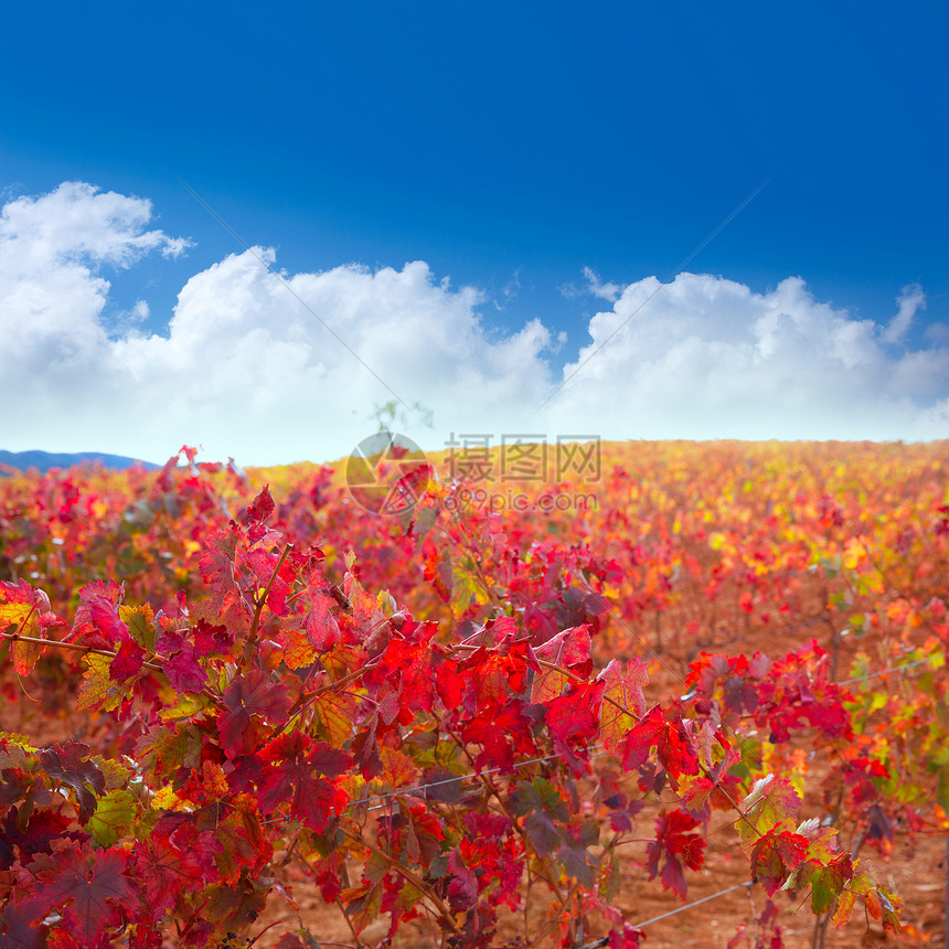 秋天红色萨拉戈萨西班牙的Carinena和Paniza葡萄园季节水果天空食物生长植物树叶衬套农场国家图片