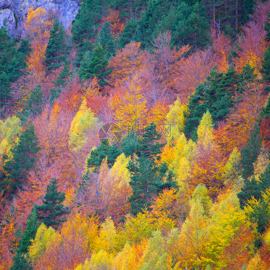 西班牙的秋天森林植被丛林季节树木旅行阳光树干环境树叶公园图片