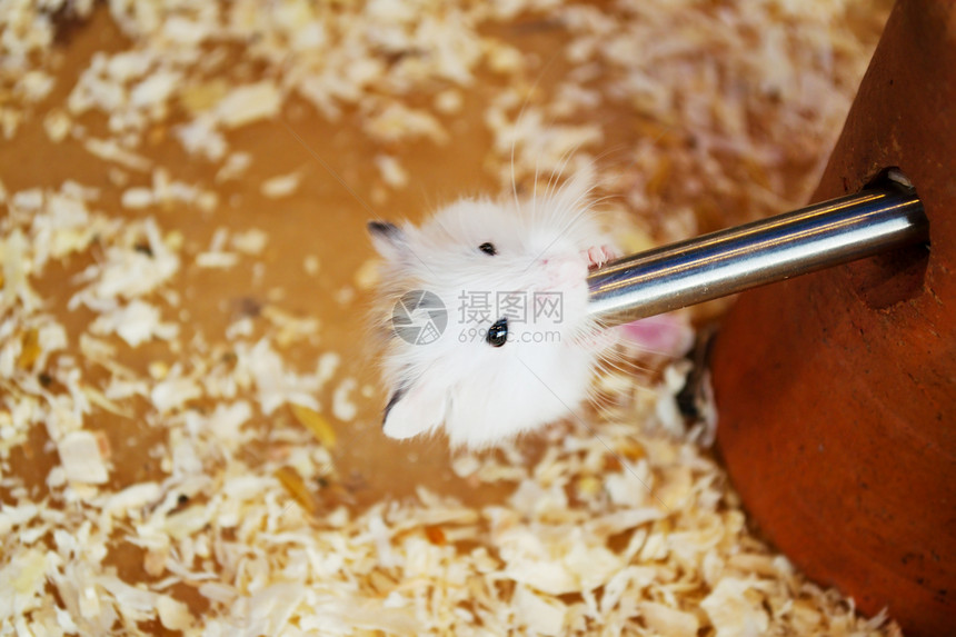 白老鼠白色老鼠动物工作室玻璃晶须爪子好奇心哺乳动物黑色图片