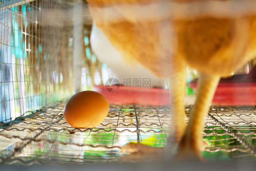 鸡蛋农场稻草白色羽毛动物食物农业棕色干草家禽图片