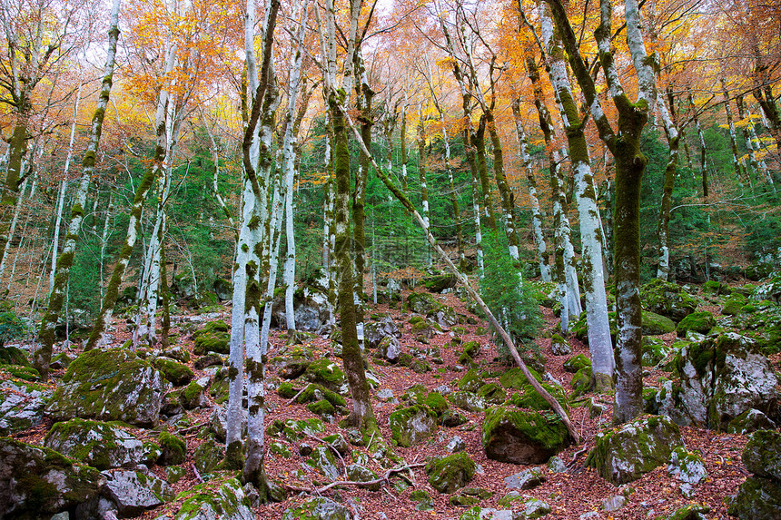 西班牙的秋天森林丛林山毛榉环境季节旅行树木植物景点阳光假期图片
