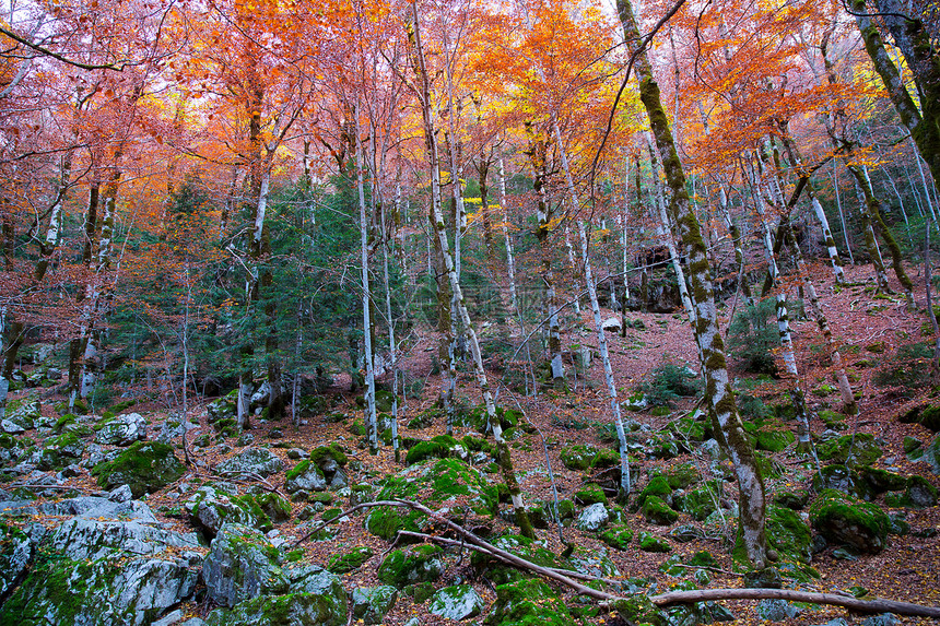 西班牙的秋天森林树叶景点环境叶子假期公园山毛榉阳光旅行国家图片