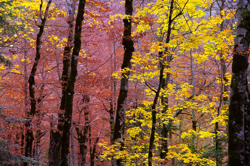 西班牙的秋天森林景点国家树干旅行植物季节树叶植被树木丛林图片