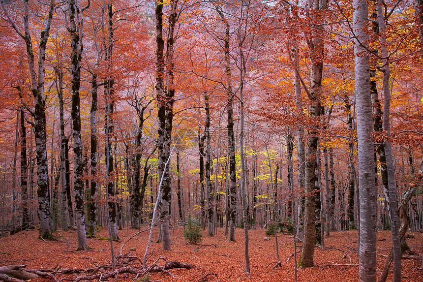 西班牙的秋天森林树干假期树叶植物树木旅行国家公园阳光丛林图片