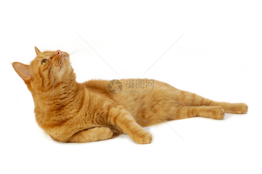 红猫橙子头发宠物猫科动物冒充白色乐趣条纹红色图片