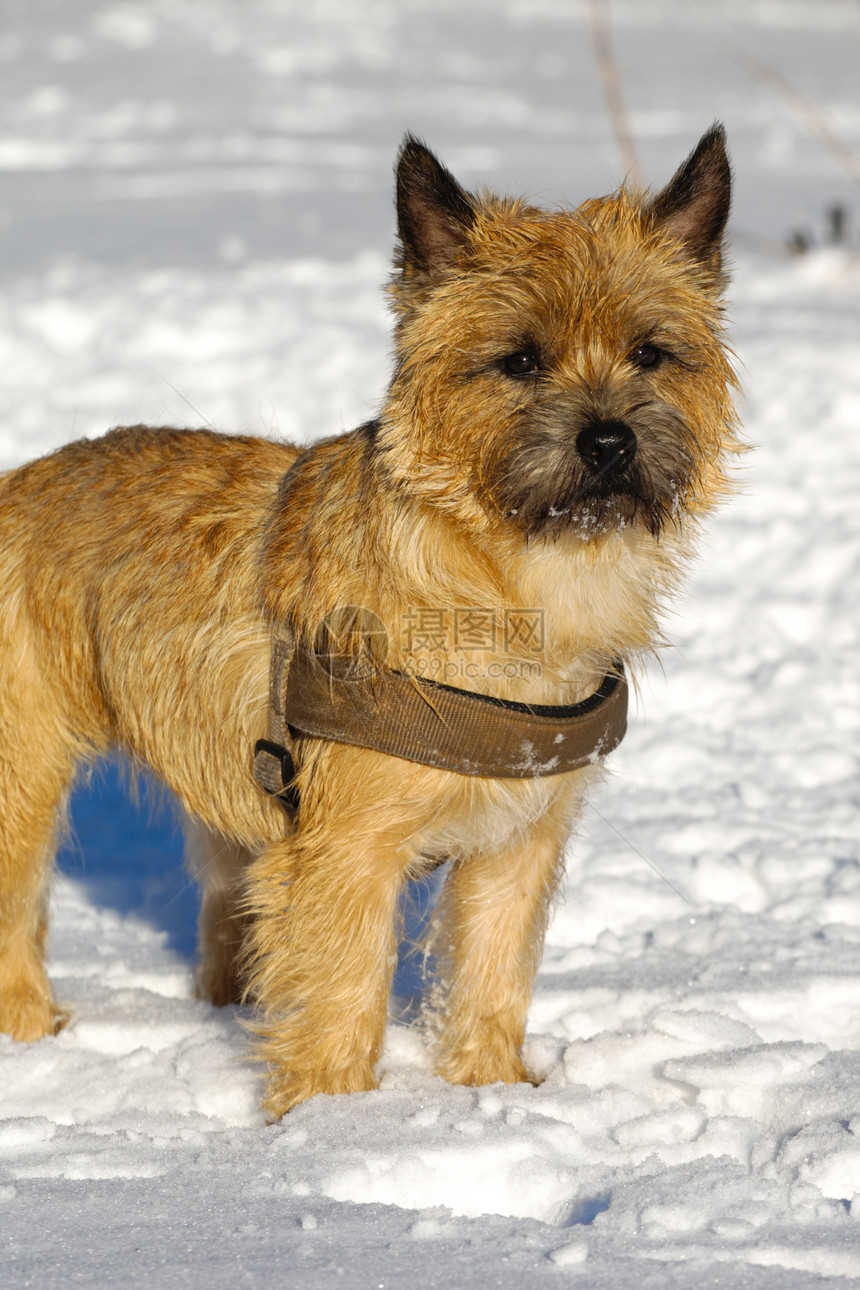 雪中的狗动物哺乳动物忠诚小狗犬类伴侣宠物朋友生物图片