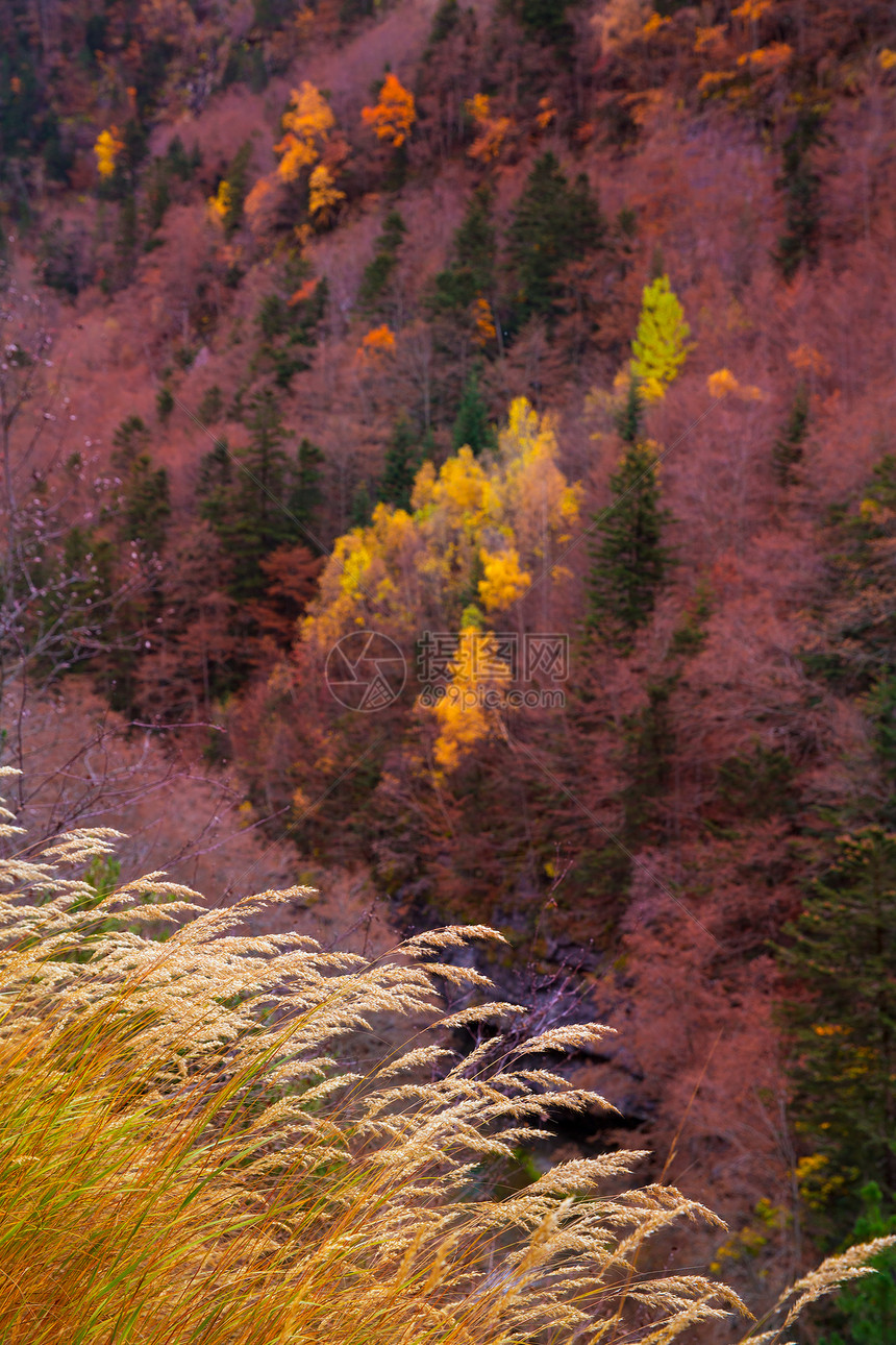 西班牙的秋天森林阳光旅行公园环境树木国家叶子丛林树叶季节图片