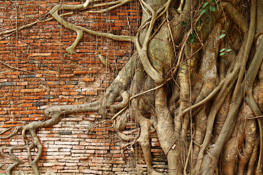 红砖墙上的树根根墙纸植物棕色红色宗教石头寺庙建筑学树干建筑图片