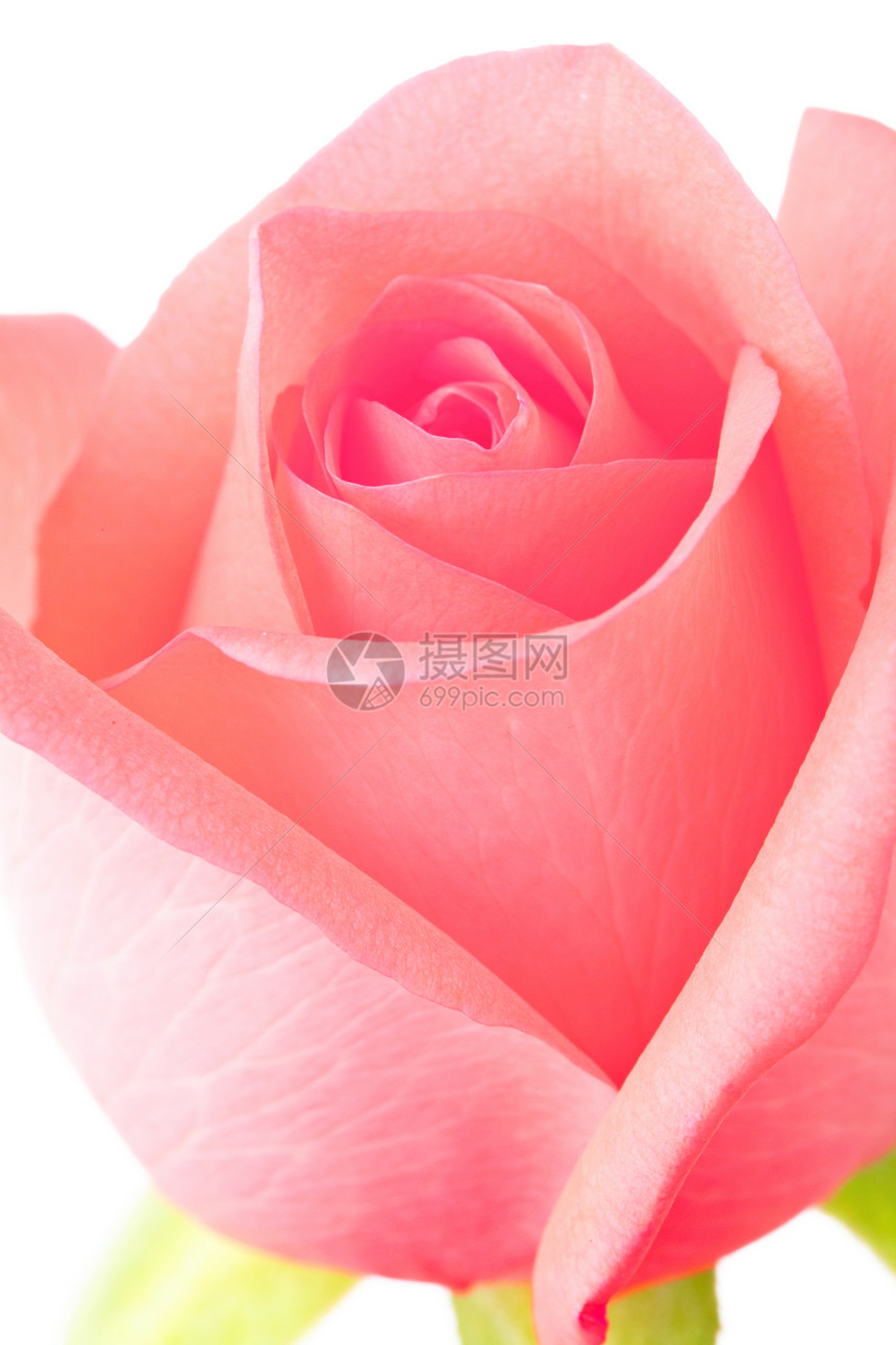 粉红玫瑰粉色宏观礼物花瓣花朵图片