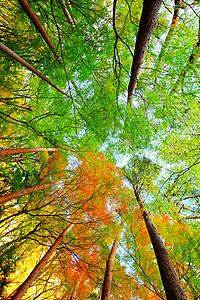 秋天的森林丛林阳光花园竹子生长环境松树叶子晴天背景图片
