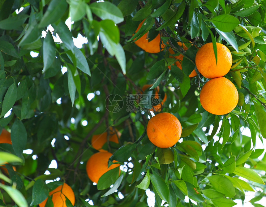橙树绿色收成生长植物叶子橙子环境农业农场团体图片