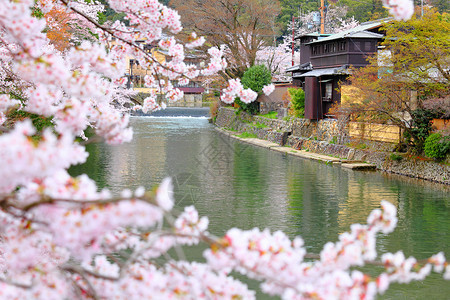开花樱桃树京都的樱背景