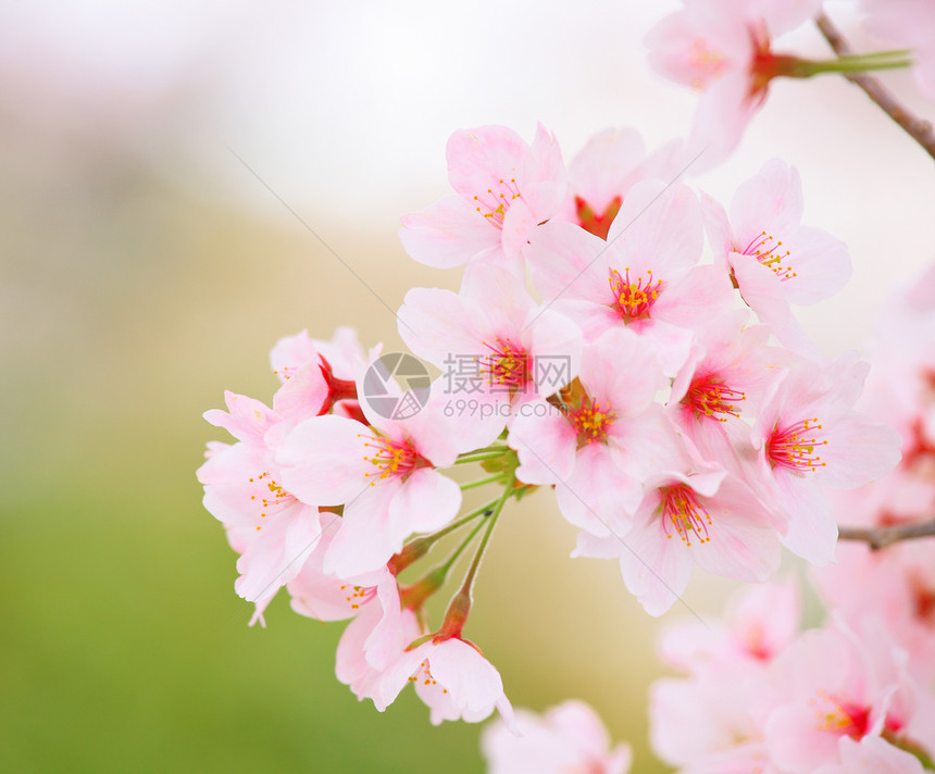 樱桃叶子粉色季节白色花园植物花瓣宏观绿色图片