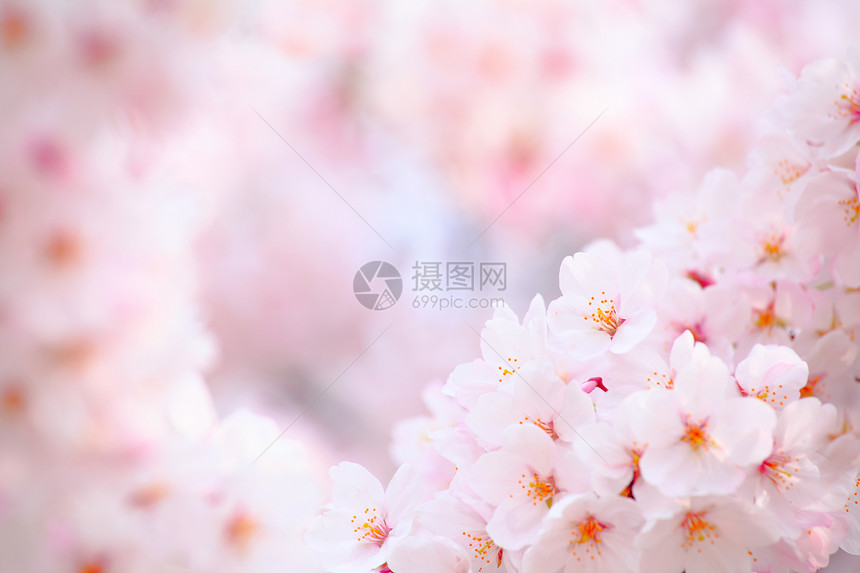 日本樱桃花季节粉色白色花园植物学花瓣植物群公园叶子图片