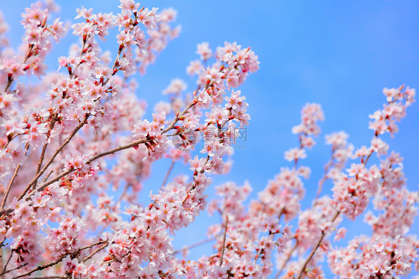 清蓝天空明亮的樱花图片