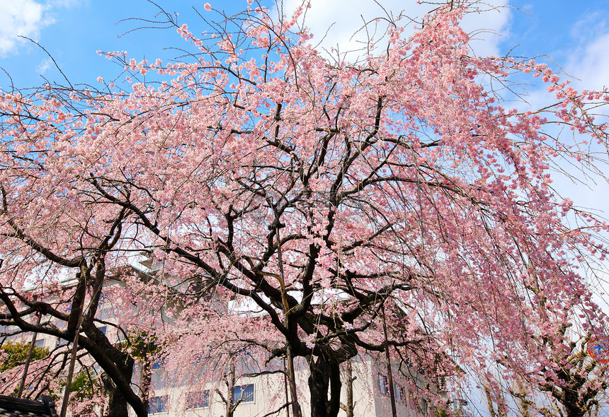 樱树晴天建筑学叶子花瓣植物学季节投标哭泣花园蓝色图片