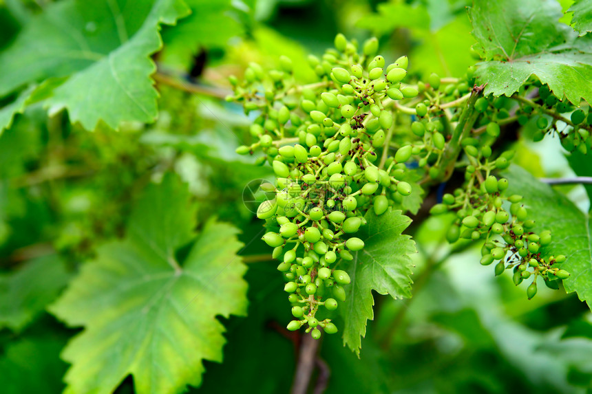 年青葡萄绿色食物植物农业农场衬套环境葡萄园水果蔬菜图片