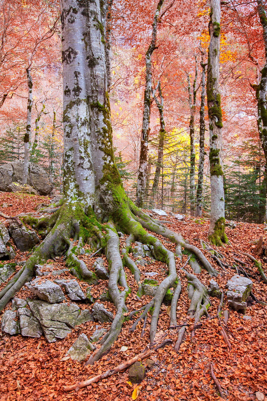 西班牙的秋天森林树木国家景点山毛榉树干季节植物假期植被树叶图片
