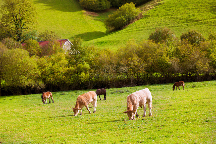 西班牙比利牛群在比利牛斯草原放牧尾巴牧场荒野天空自由草原农田假期哺乳动物马术图片