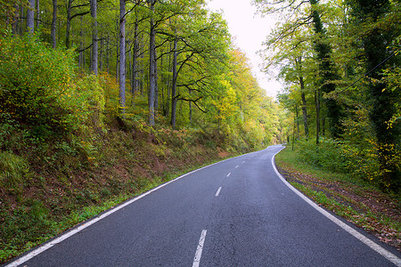 森林中的比利牛人曲线路景点场地场景路线旅行森林树木松树季节国家背景图片