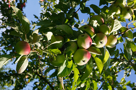 增长的苹果绿色生长苹果树田园乡村风光农业背景图片