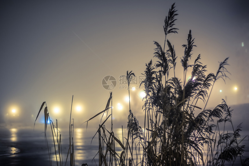 湖边的鱼池塘天鹅场景植物薄雾地平线季节湿地甘蔗反射图片
