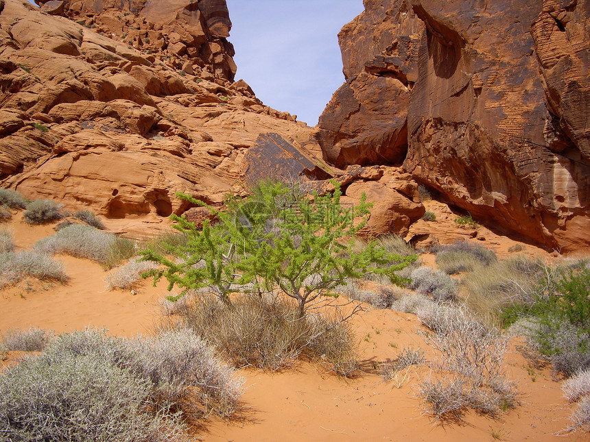 沙漠花植物群树木砂岩绿色编队沙漠岩石图片