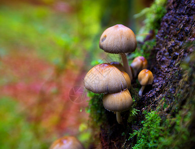 小树蘑菇花边的一棵小树树干中的Psilocybe蘑菇水分丛林公园植被树木菌类山毛榉国家季节苔藓背景