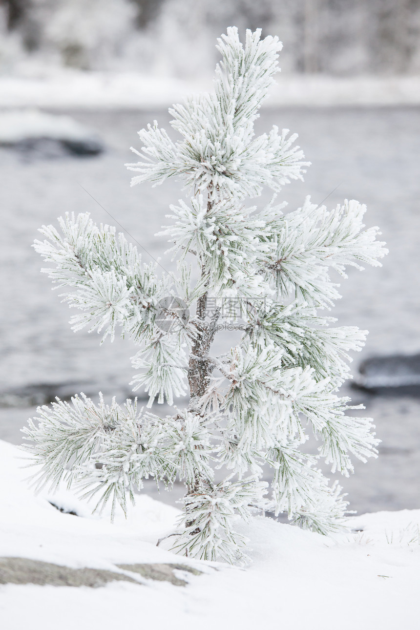 积雪覆盖的小树图片