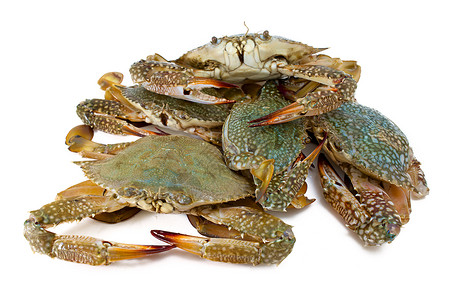 蓝蟹食物海鲜熟鱼螃蟹背景图片