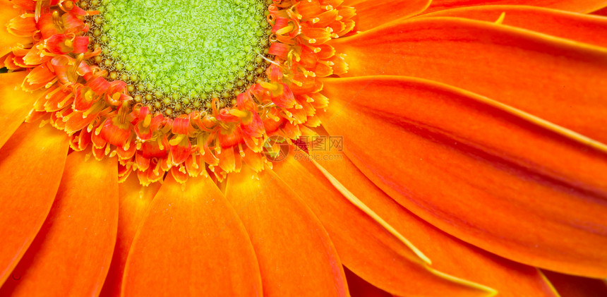Gerbera 花朵橙色黄青桃绿化石生长花粉花头花园场景季节环境财富雏菊花植物图片