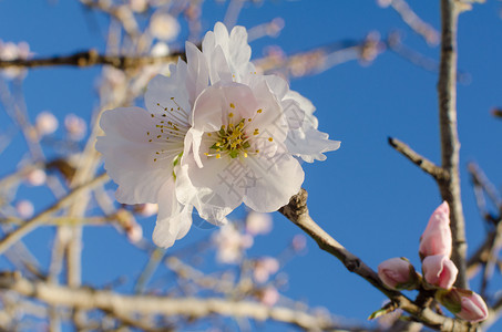 白杏花季节性植物群季节分支机构花瓣白色背景图片