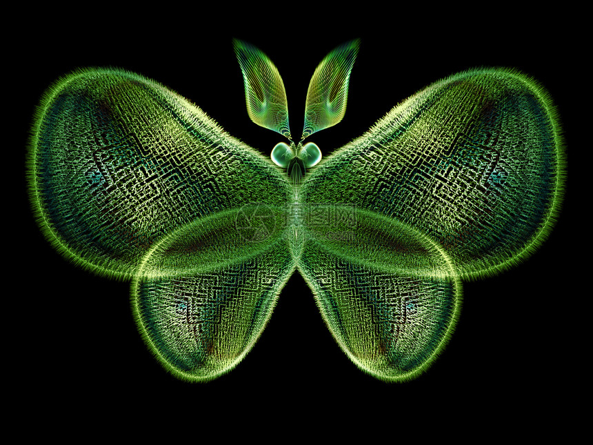 蝴蝶闪光触角想像力漏洞创造力装饰品翅膀数学奉承几何学野生动物图片