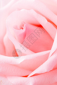 粉红玫瑰中心浪漫脆弱性花瓣踏板宏观高清图片