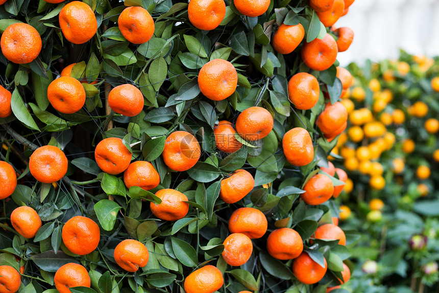 中国新年的柑橘水果叶子植物运气橙子农业绿色月球图片