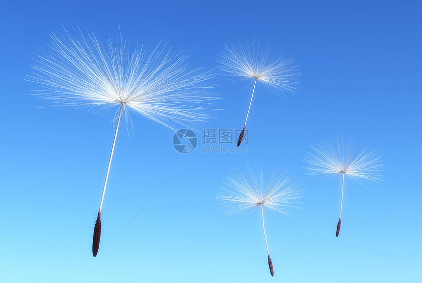 Dandelion 浮雕图片