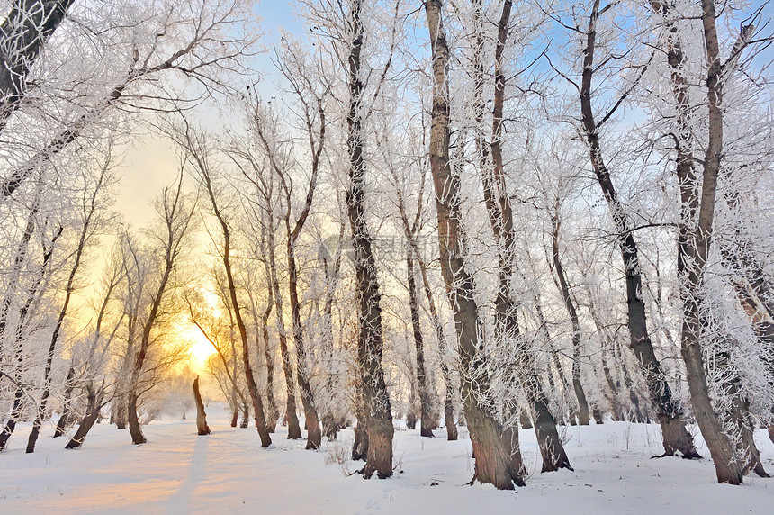冬季森林乡村寒冷日落天空树木活力阳光牧场场地蓝色图片