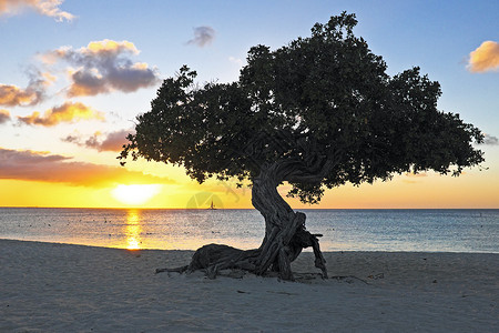 阿鲁巴的Dividivi树树木日落海滩海浪海洋高清图片