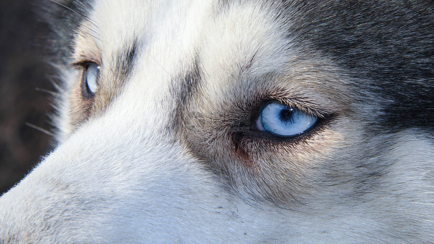 西比亚哈斯基鼻子毛皮工作室家畜蓝色小狗动物宠物朋友犬类图片