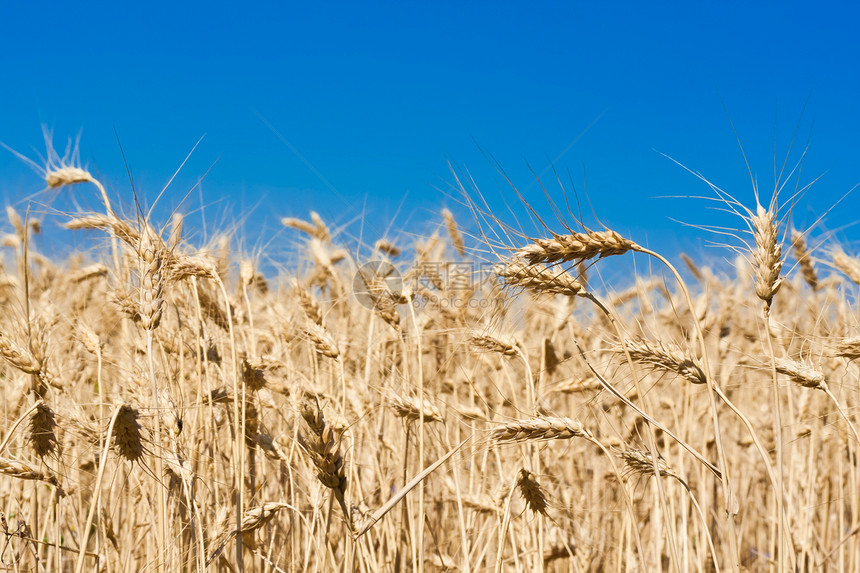 小麦田金子农村粮食小麦农业生长种子谷物面包植物图片