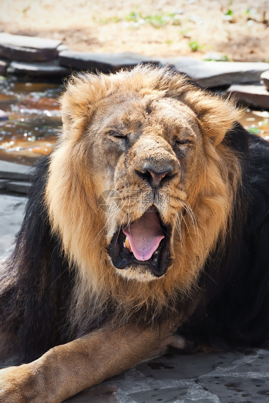 狮子晶须猫科动物园黄色国王男性鬃毛动物捕食者荒野图片